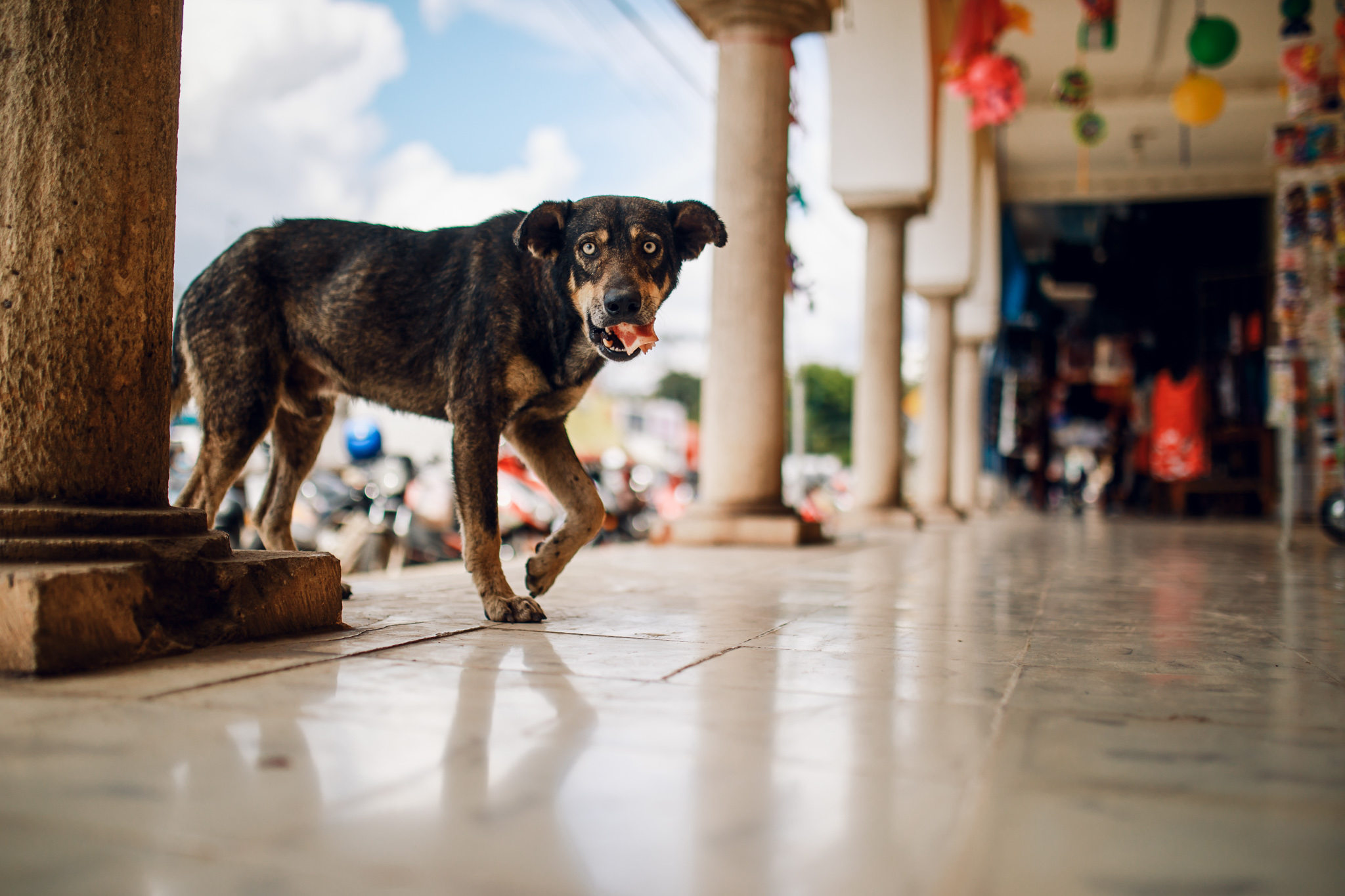 Street Dogs